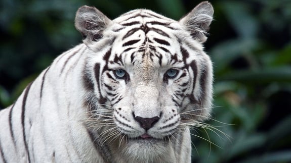 1006-tiger__white_tiger_picture_in_jungle