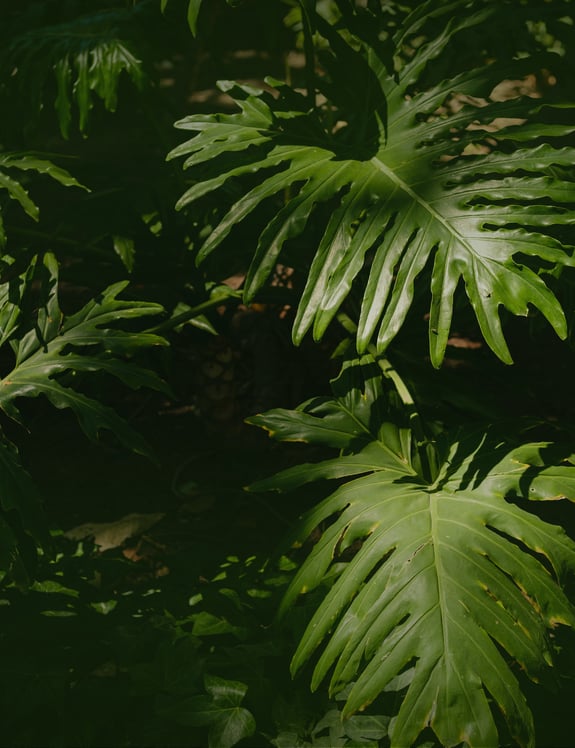 Background_OPTION4