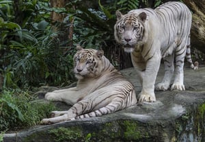 Singapore_Zoo_White_Tiger-7_(8340363678)zz-1