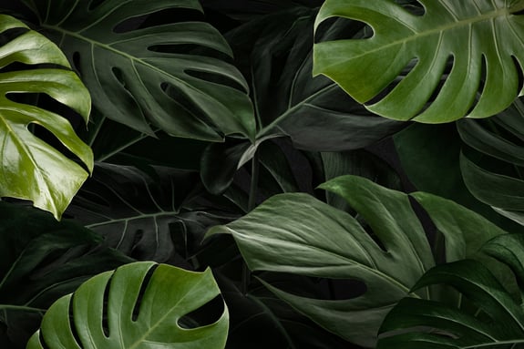 monstera-leaves-nature-background-wallpaper