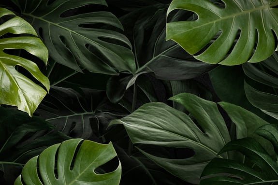 monstera-leaves-nature-background-wallpaper